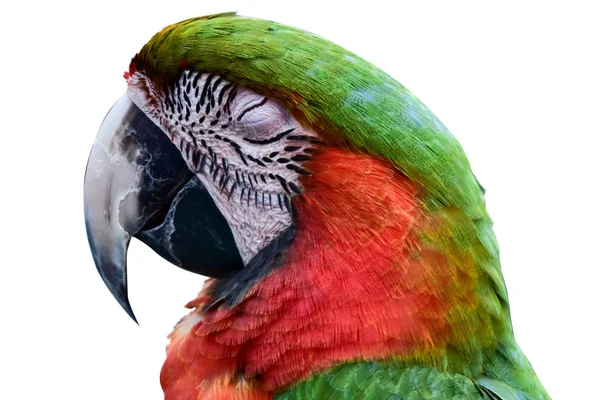 Papageienkopf mit isoliertem auf weißem Hintergrund — Stockfoto