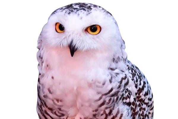 Snowy Owl porträtt på vit bakgrund — Stockfoto