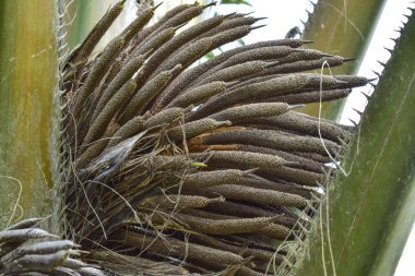 Palmiye yağı ağaçlar çiçekli