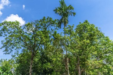 Yeşil ağaç, mavi gökyüzü ve bulutlar güzel yaz aylarında arka plan
