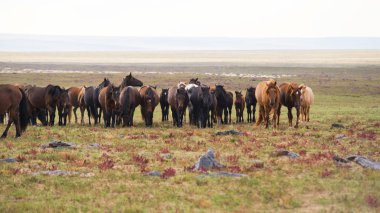 Horses are grazed on a meadow
