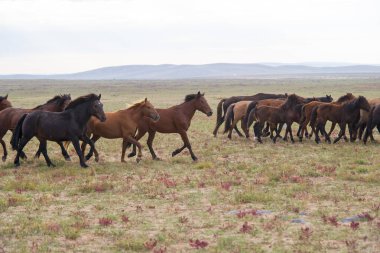 Haras çalıştırmak