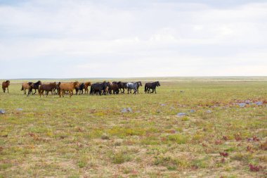 Geniş otlaklar atları bir grup.