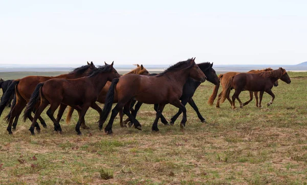 Troupeau de jeunes chevaux courir — Photo