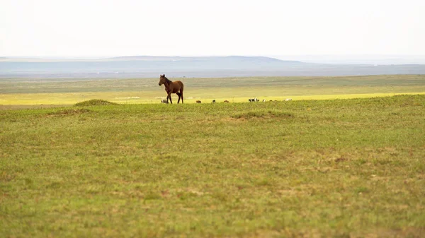 Horses — Stock Photo, Image