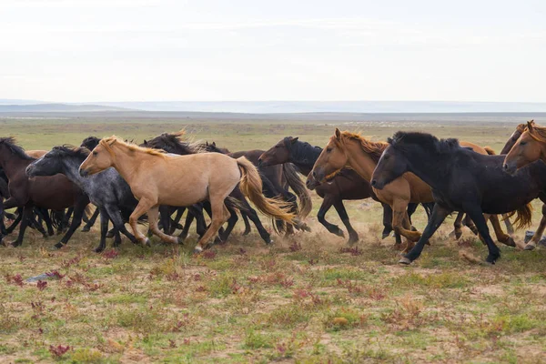 Troupeau de jeunes chevaux courir — Photo