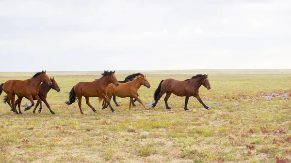 Troupeau de jeunes chevaux courir — Photo