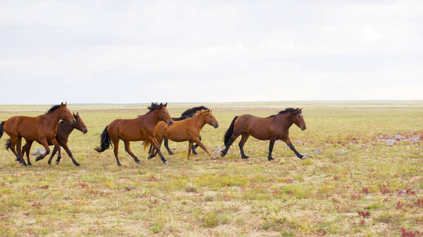 herd of young horses run