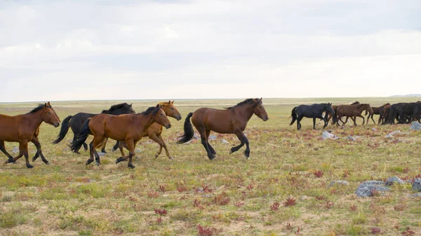 Troupeau de jeunes chevaux courir — Photo