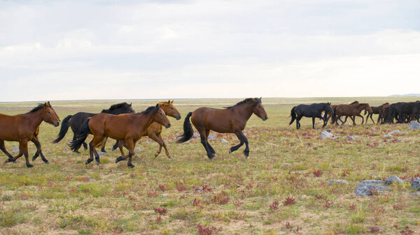 herd of young horses run