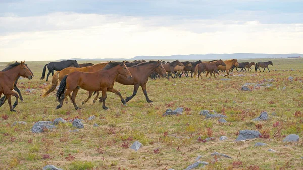 Manada de caballos jóvenes — Foto de Stock