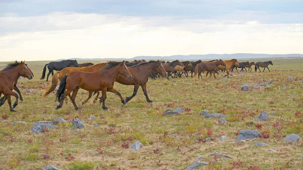 Troupeau de jeunes chevaux — Photo