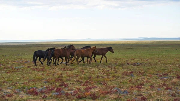 Manada de caballos jóvenes — Foto de Stock