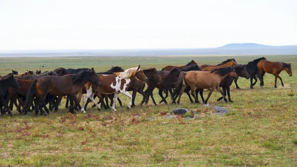 Caballos — Foto de Stock