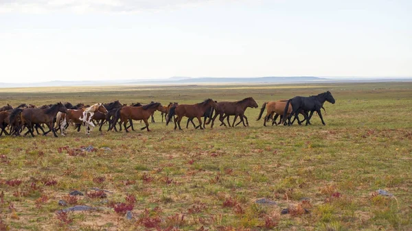 Caballos — Foto de Stock