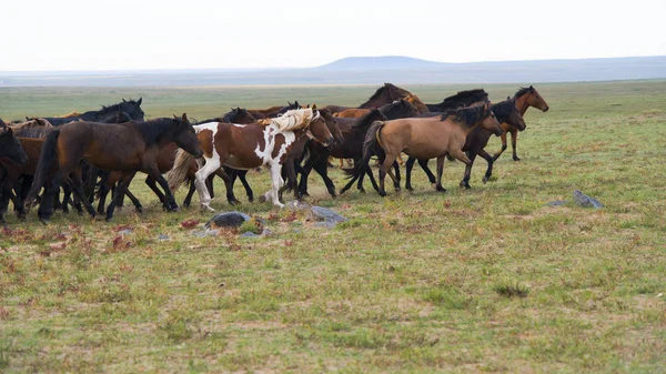 Herde junger Pferde — Stockfoto