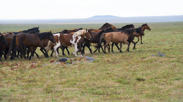 Kudde van jonge paarden — Stockfoto