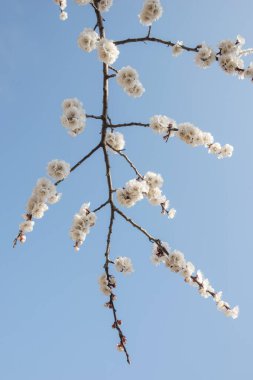 Kayısı ağaçları baharda gökyüzüne doğru çiçek açar.