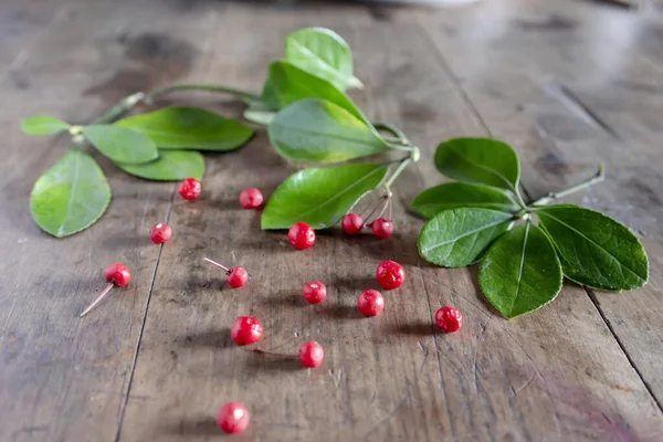 Sluiten Ilex Pur Purea Rood Fruit — Stockfoto