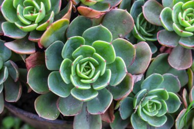 Güzel sulu saksıları kapatın.