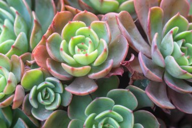 Güzel sulu saksıları kapatın.