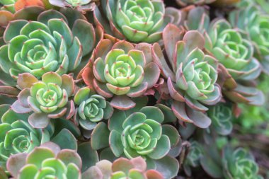 Güzel sulu saksıları kapatın.