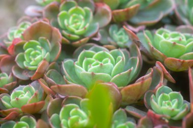 Güzel sulu saksıları kapatın.