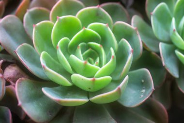 Güzel sulu saksıları kapatın.