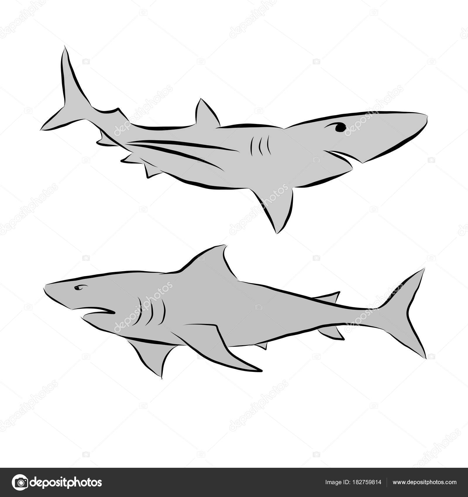 Ilustracja Wektorowa Rekiny Grafika Wektorowa Keeweeboy