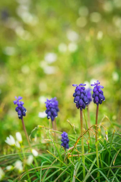 Fioletowe kwiaty w trawie — Zdjęcie stockowe