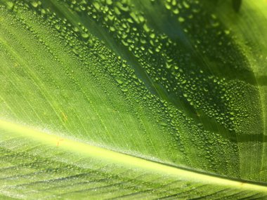 Islak makro Canna yaprak