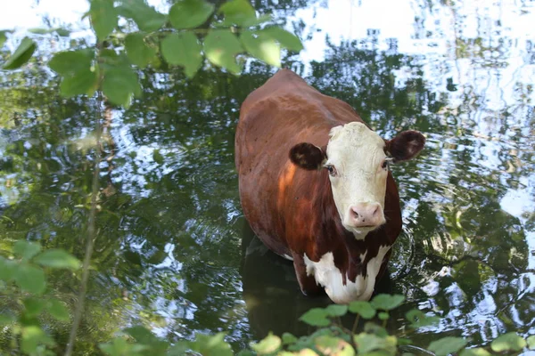 Hereford tehén állandó víz — Stock Fotó