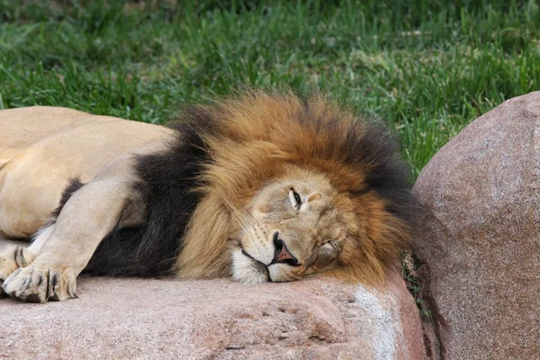 Aslan-dinlenme bir kayanın üzerinde — Stok fotoğraf