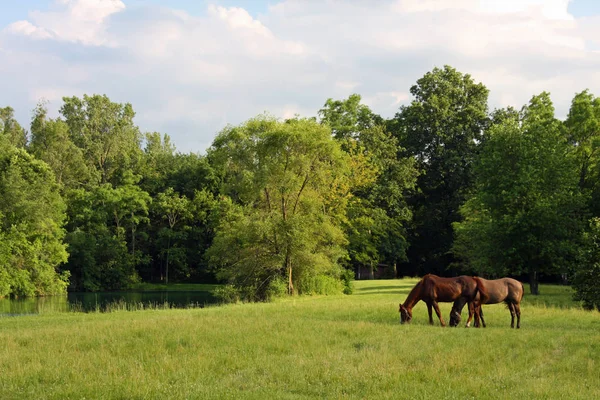 Horses in a Meadow — Stock Photo, Image