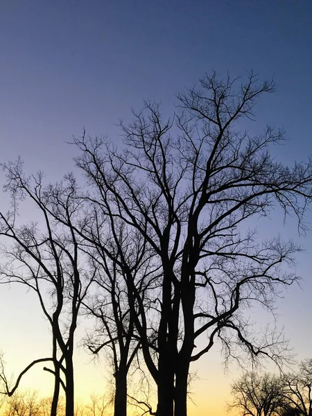 Дерева у сутінках, в штаті Індіана Ліцензійні Стокові Зображення