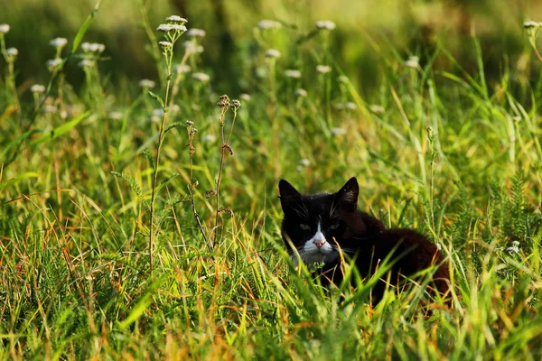 Musta kissa niityllä. — kuvapankkivalokuva