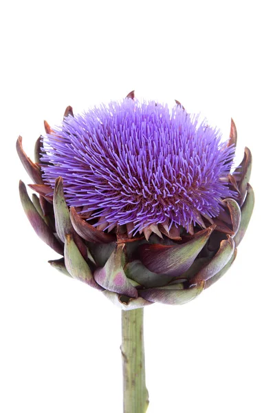 A flowering artichoke Stock Image