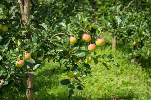 Деякі яблука на дереві — стокове фото
