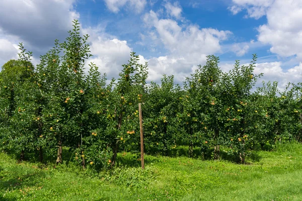Äppelträd i sommar — Stockfoto