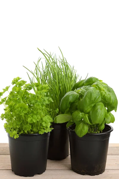 Different green herbs for cooking — Stock Photo, Image