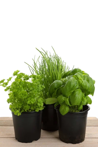 Herbal hijau yang berbeda untuk memasak — Stok Foto