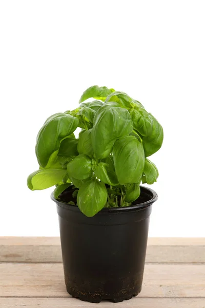 Green basil in a pot — Stock Photo, Image