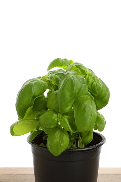 Green basil in a pot — Stock Photo, Image