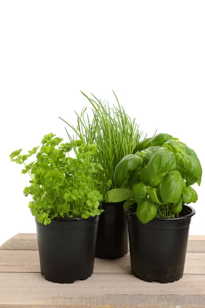 Herbal hijau yang berbeda untuk memasak — Stok Foto