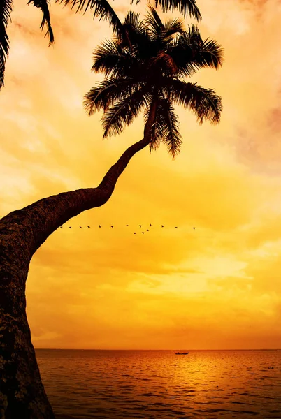 Силуэт пальмы на закате тропического пляжа — стоковое фото