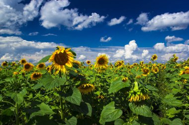 Yaz günü ayçiçekleri alanı
