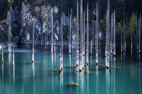 Montanha Lago Kaindy no Cazaquistão — Fotografia de Stock