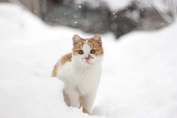 Beautiful little ginger cat sitting in the snow on a snowy day. — Stock Photo, Image