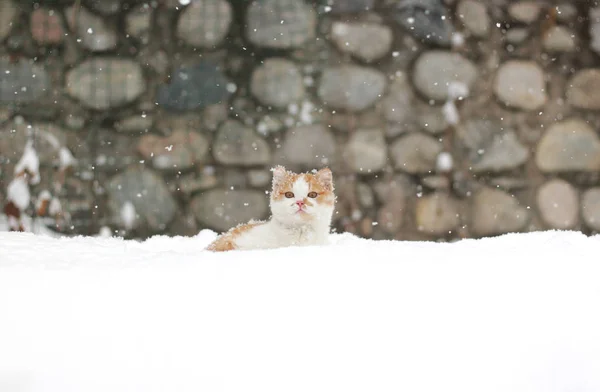 Schöne kleine Ingwerkatze sitzt an einem verschneiten Tag im Schnee. — Stockfoto