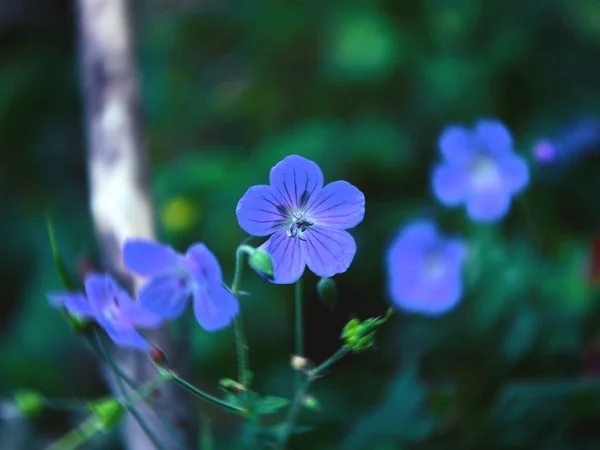 Pequeñas flores azules de lino, Linum perenne — Foto de Stock
